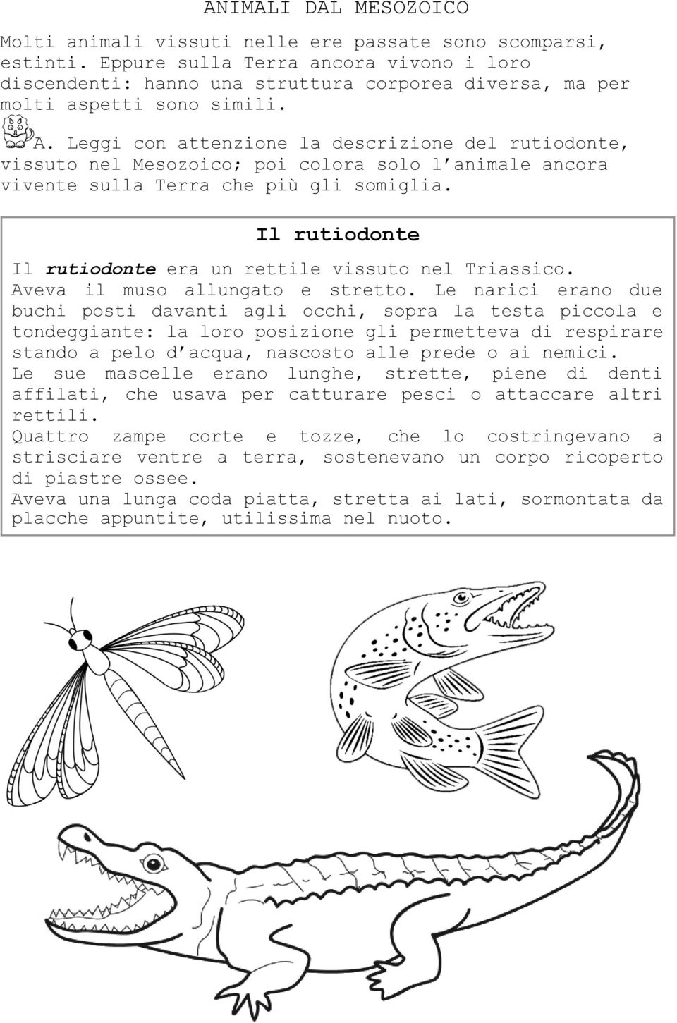 Leggi con attenzione la descrizione del rutiodonte, vissuto nel Mesozoico; poi colora solo l animale ancora vivente sulla Terra che più gli somiglia.