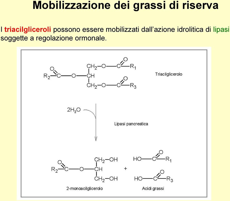 mobilizzati dall azione idrolitica