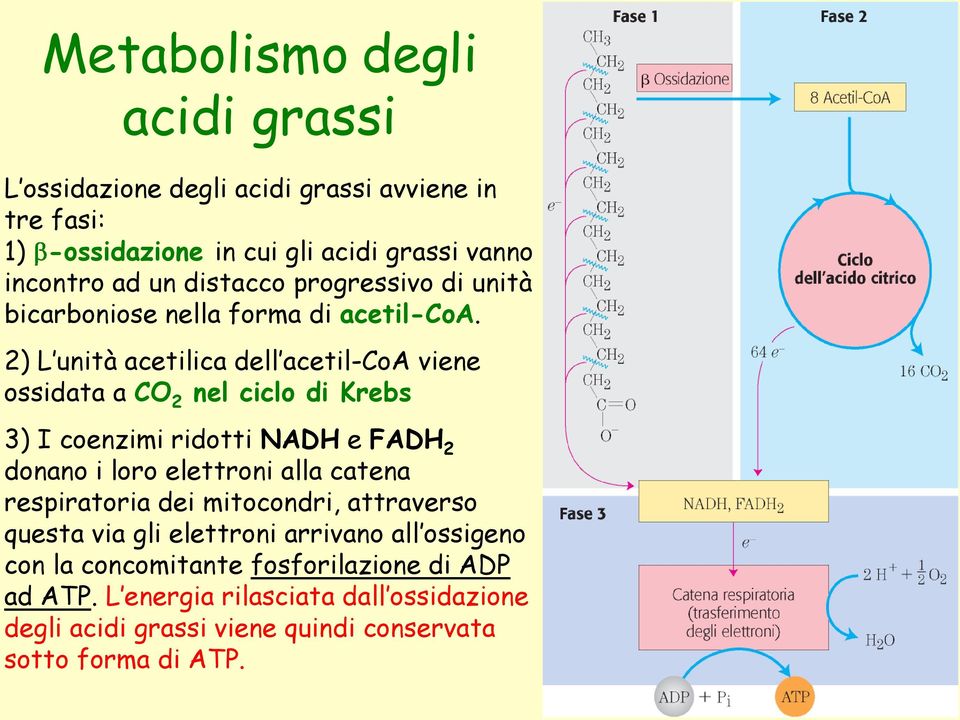 2) L unità acetilica dell acetil-coa viene ossidata a CO 2 nel ciclo di Krebs 3) I coenzimi ridotti NADH e FADH 2 donano i loro elettroni alla catena