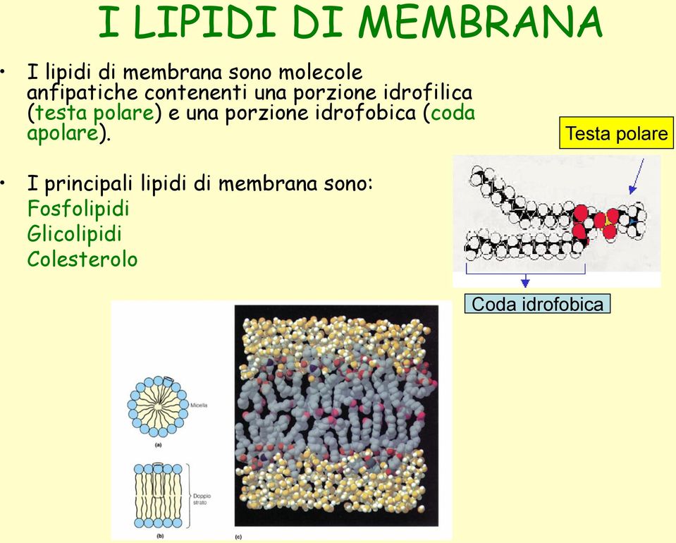 una porzione idrofobica (coda apolare).