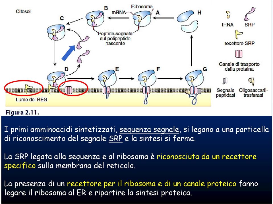 La SRP legata alla sequenza e al ribosoma è riconosciuta da un recettore specifico sulla