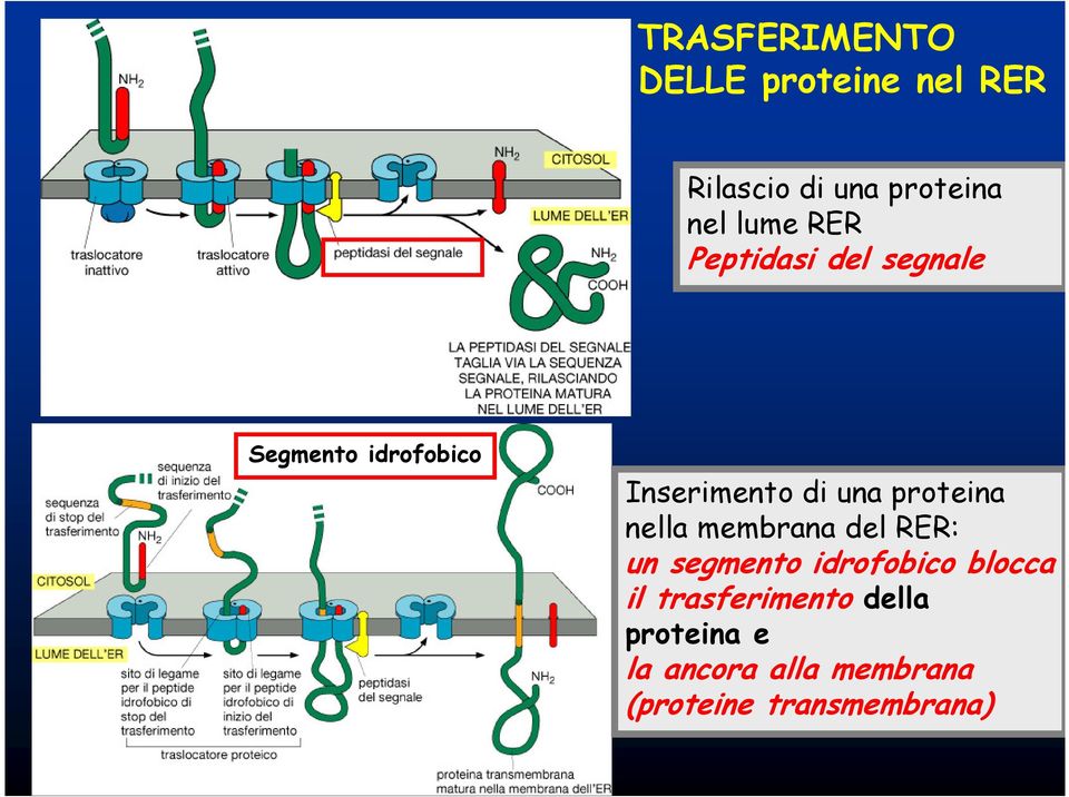 proteina nella membrana del RER: ) un segmento idrofobico blocca il