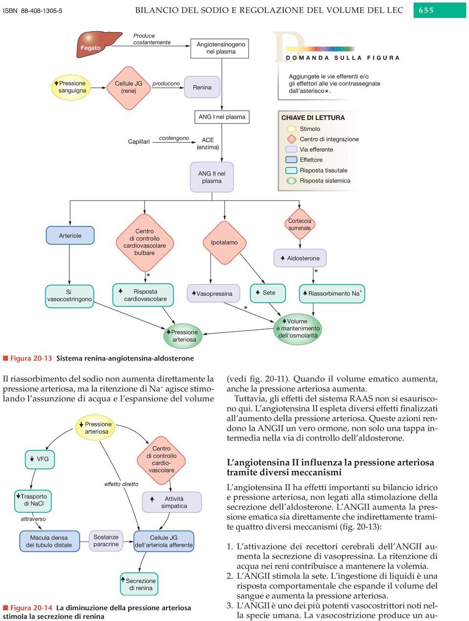 * ANG I nel plasma CHIAVE DI LETTURA Stimolo Capillari contengono ACE (enzima) Centro di integrazione Via efferente Effettore ANG II nel plasma Risposta tissutale Risposta sistemica Arteriole Centro