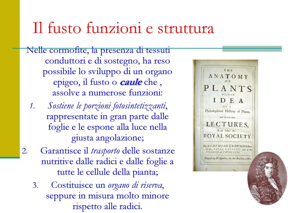 Sostiene le porzioni fotosintetizzanti, rappresentate in gran parte dalle foglie e le espone alla luce nella giusta angolazione; 2.