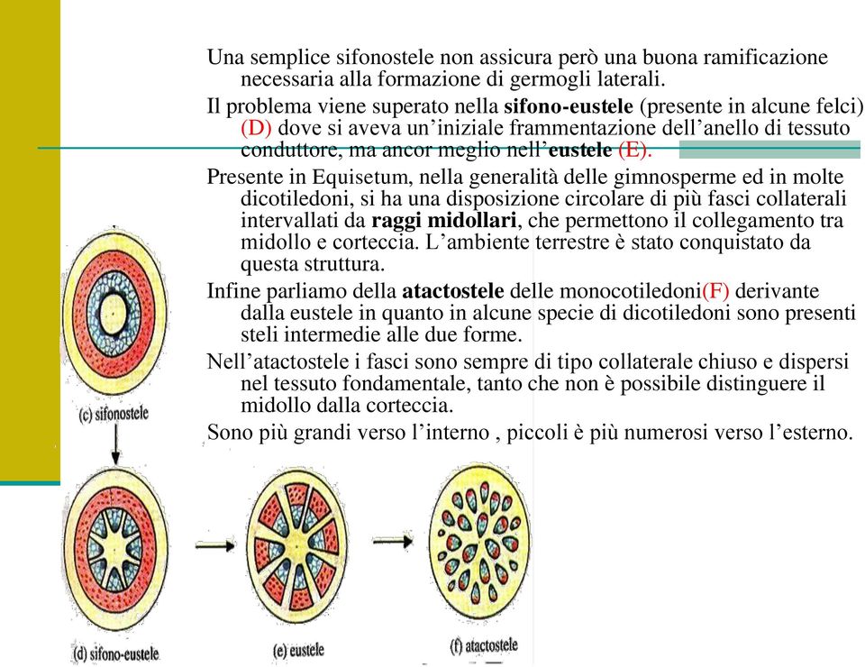 Presente in Equisetum, nella generalità delle gimnosperme ed in molte dicotiledoni, si ha una disposizione circolare di più fasci collaterali intervallati da raggi midollari, che permettono il