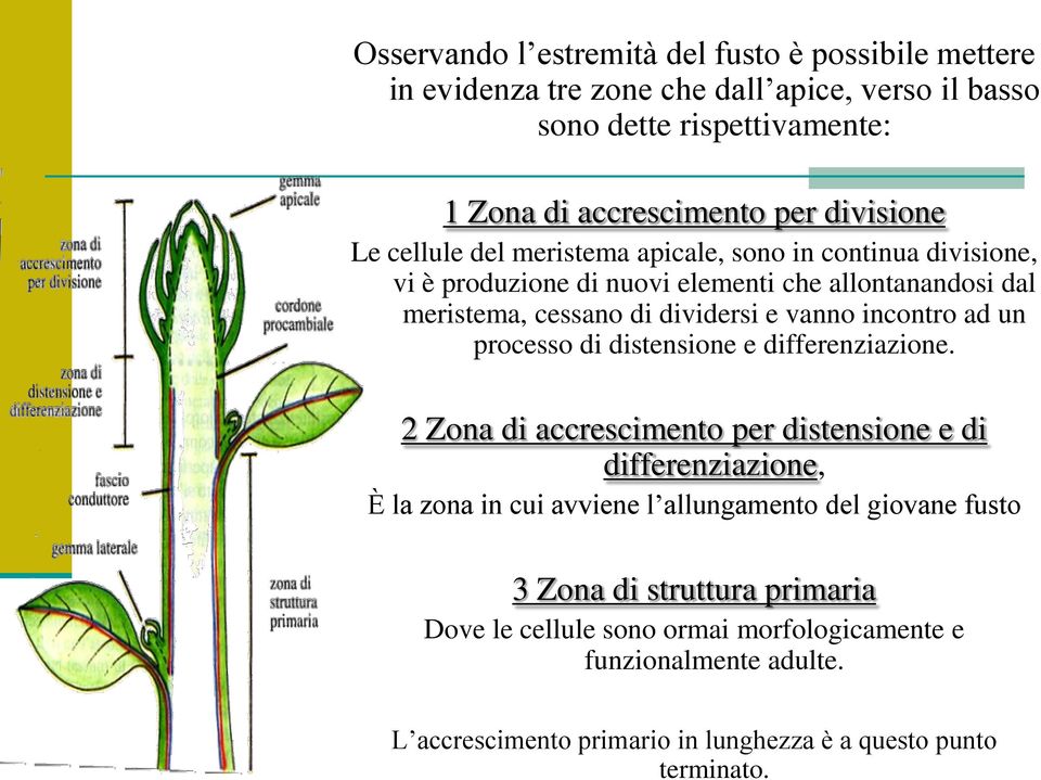 incontro ad un processo di distensione e differenziazione.