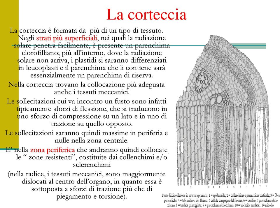 differenziati in leucoplasti e il parenchima che li contiene sarà essenzialmente un parenchima di riserva. Nella corteccia trovano la collocazione più adeguata anche i tessuti meccanici.