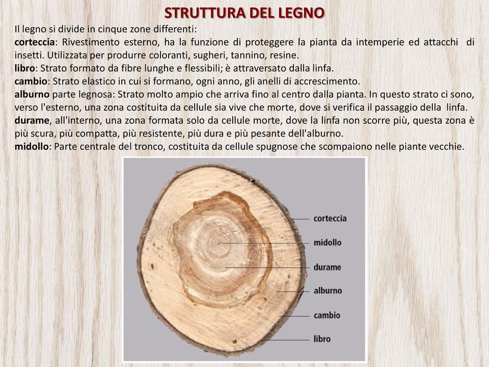 cambio: Strato elastico in cui si formano, ogni anno, gli anelli di accrescimento. alburno parte legnosa: Strato molto ampio che arriva fino al centro dalla pianta.