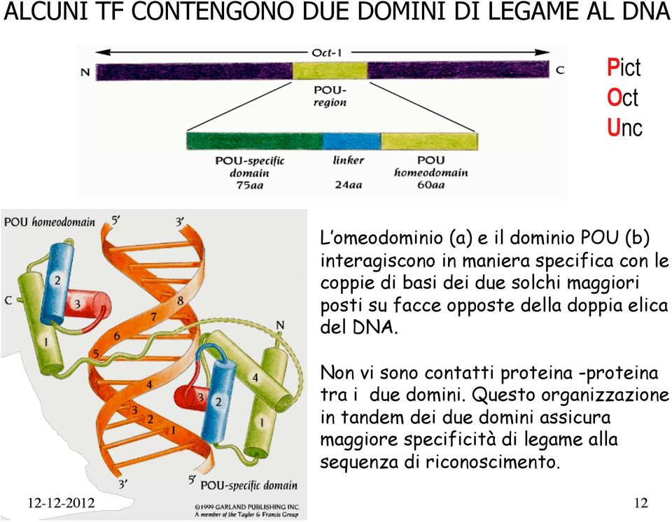 della doppia elica del DNA. Non vi sono contatti proteina -proteina tra i due domini.