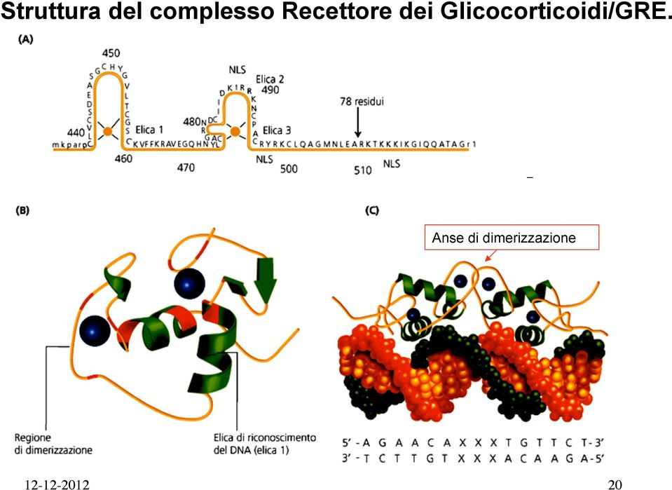 Glicocorticoidi/GRE.