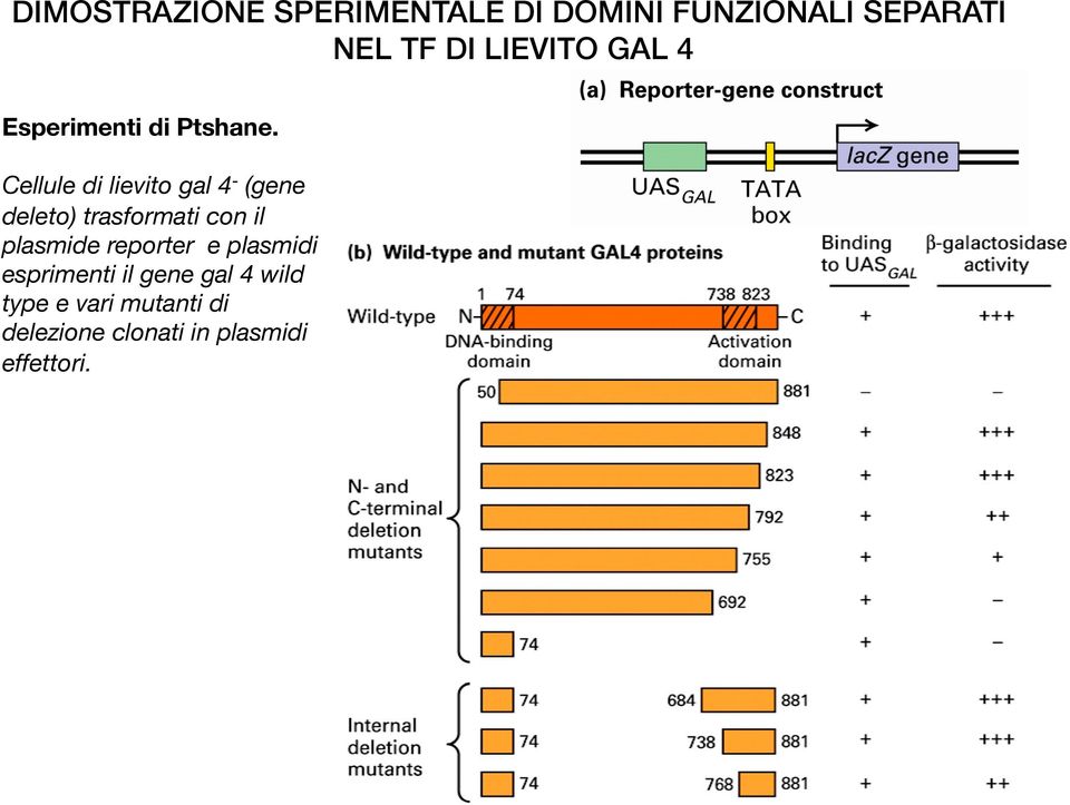 Cellule di lievito gal 4 - (gene deleto) trasformati con il plasmide