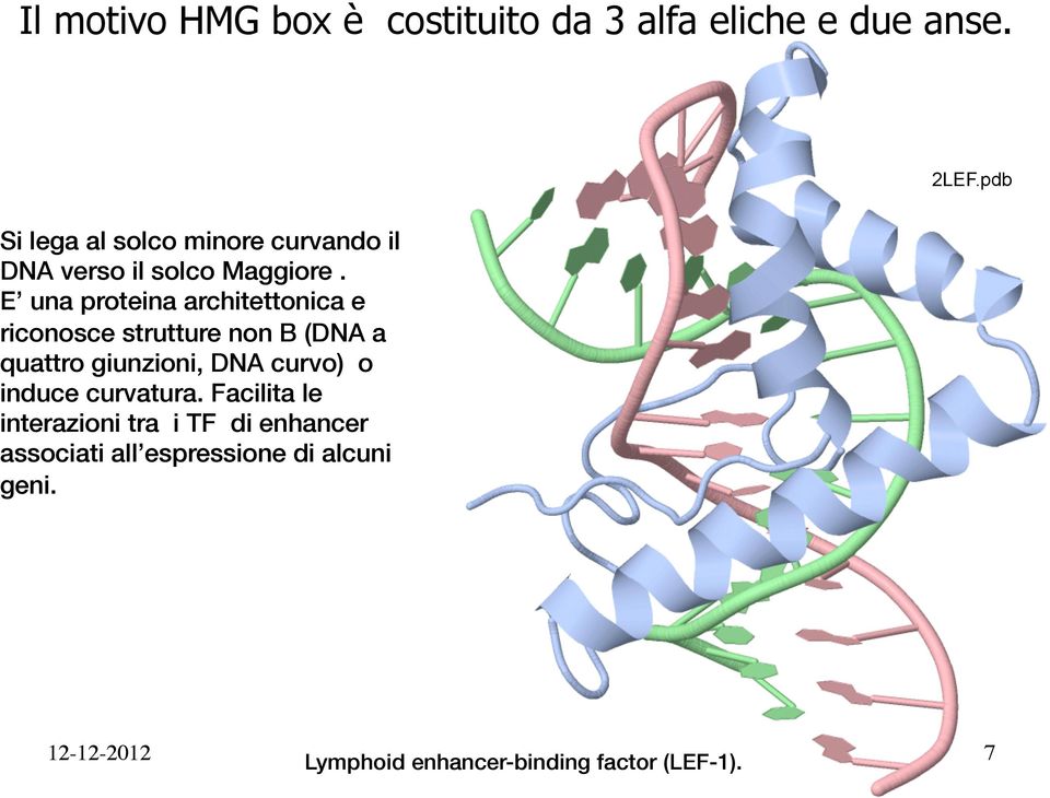 ! E una proteina architettonica e riconosce strutture non B (DNA a quattro giunzioni, DNA curvo) o