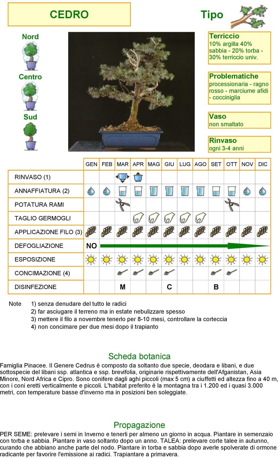 corteccia 4) non concimare per due mesi dopo il trapianto Famiglia Pinacee. Il Genere Cedrus è composto da soltanto due specie, deodara e libani, e due sottospecie del libani ssp. atlantica e ssp.