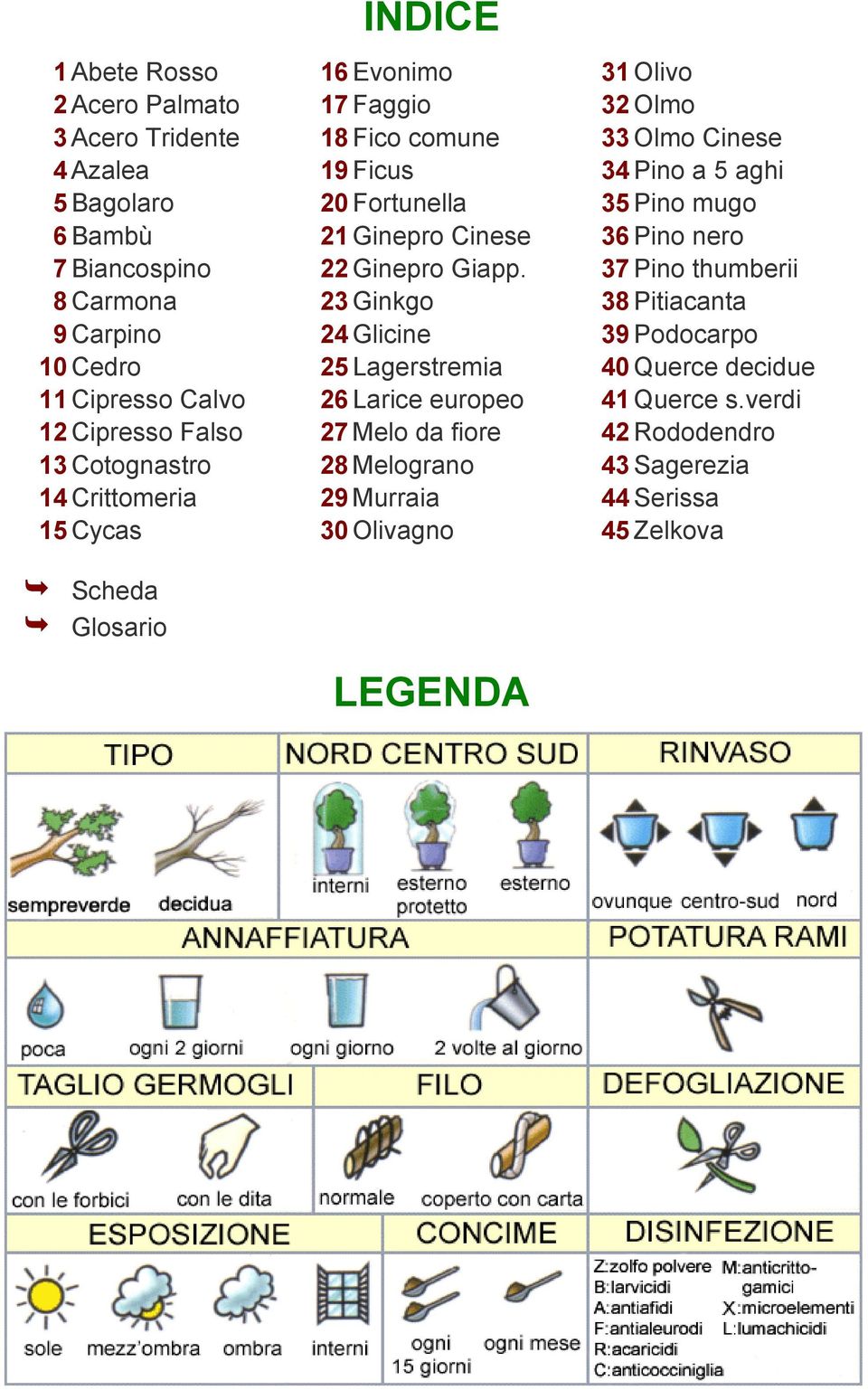 23 Ginkgo 24 Glicine 25 Lagerstremia 26 Larice europeo 27 elo da fiore 28 elograno 29 urraia 30 Olivagno Ê Scheda Ê Glosario LEGENDA 31 Olivo 32 Olmo 33 Olmo