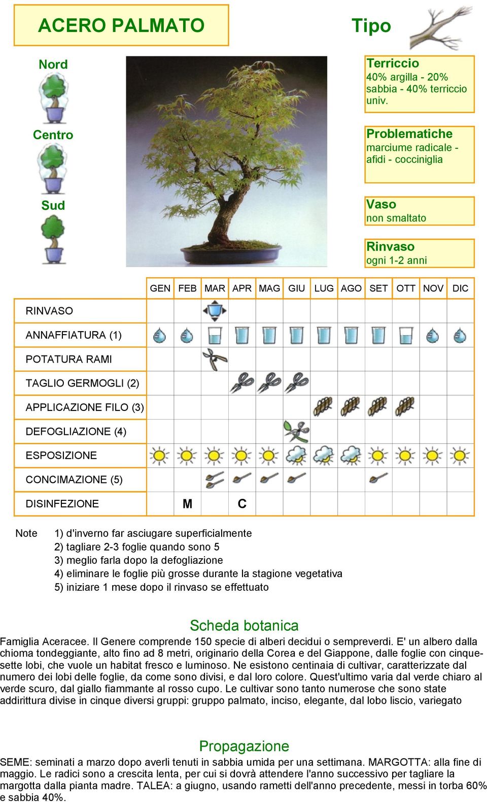 dopo il rinvaso se effettuato Famiglia Aceracee. Il Genere comprende 150 specie di alberi decidui o sempreverdi.