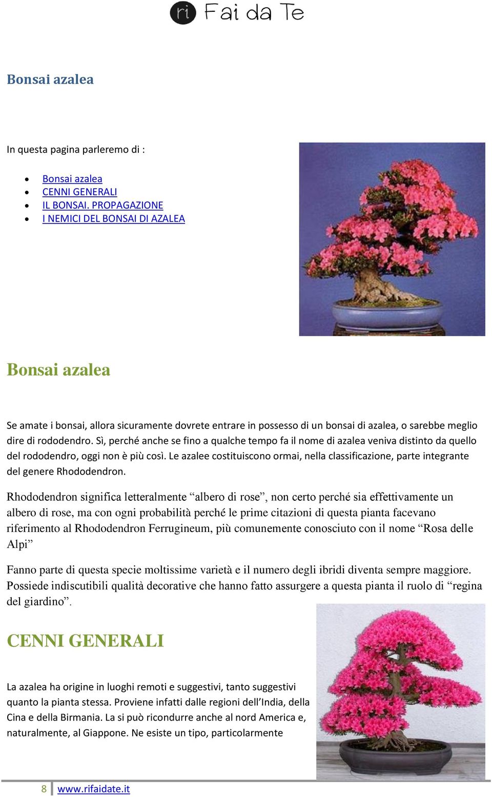 Sì, perché anche se fino a qualche tempo fa il nome di azalea veniva distinto da quello del rododendro, oggi non è più così.