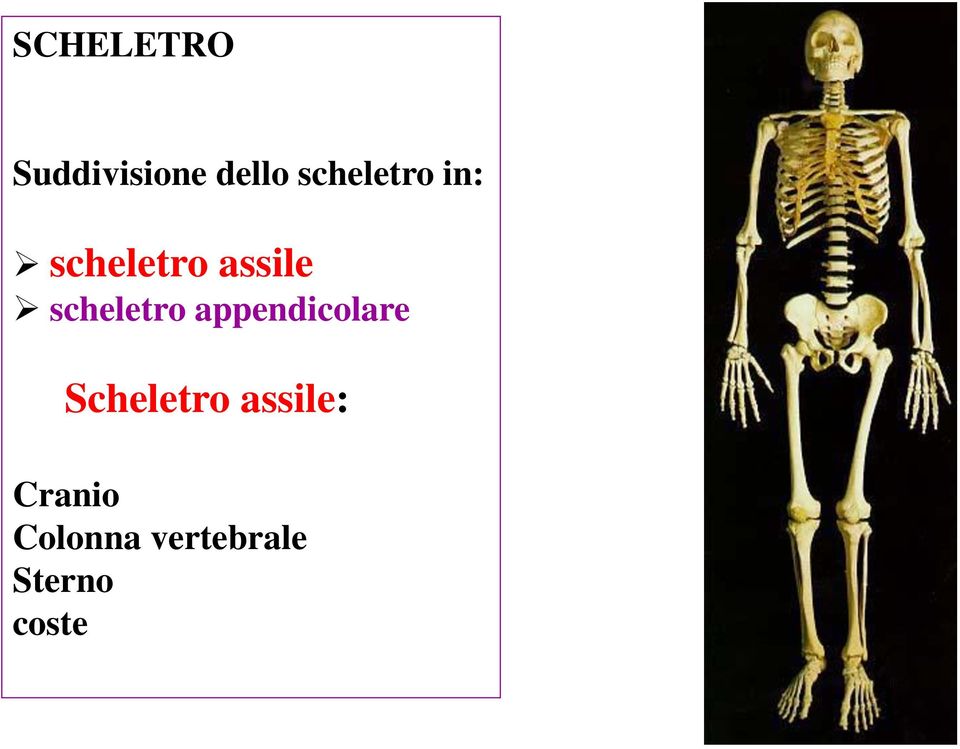scheletro appendicolare Scheletro