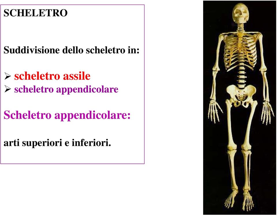 scheletro appendicolare Scheletro