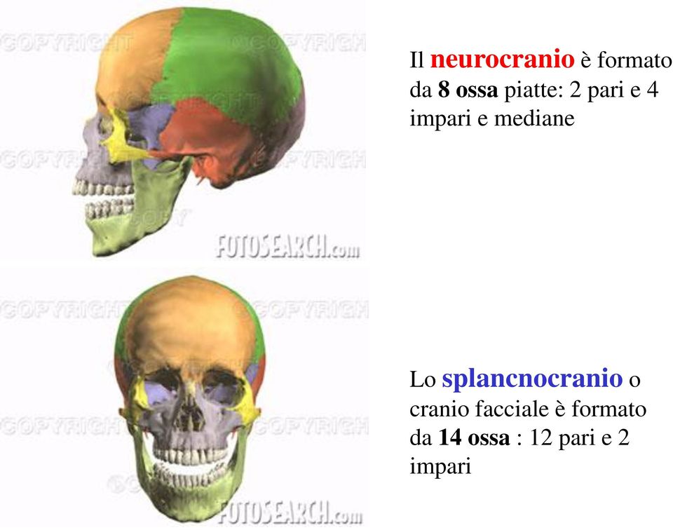 Lo splancnocranio o cranio facciale