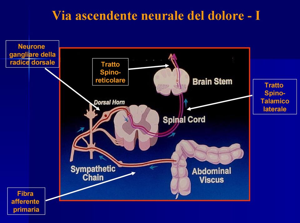 Tratto Spinoreticolare Tratto Spino-