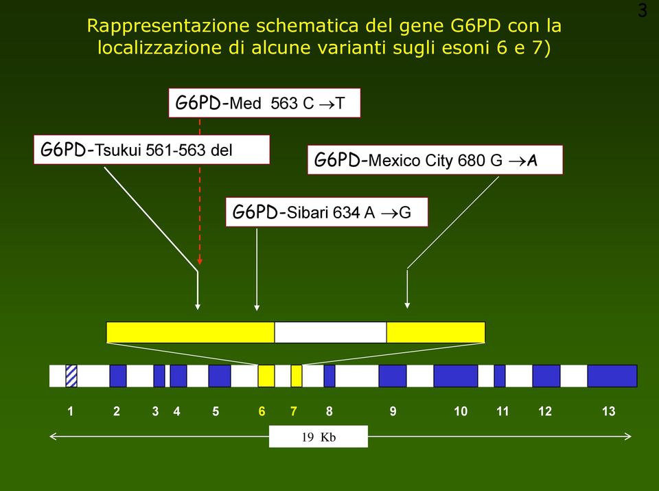 G6PD-Med 563 C T G6PD-Tsukui 561-563 del G6PD-Mexico