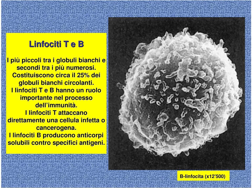 I linfociti T e B hanno un ruolo importante nel processo dell immunit immunità.