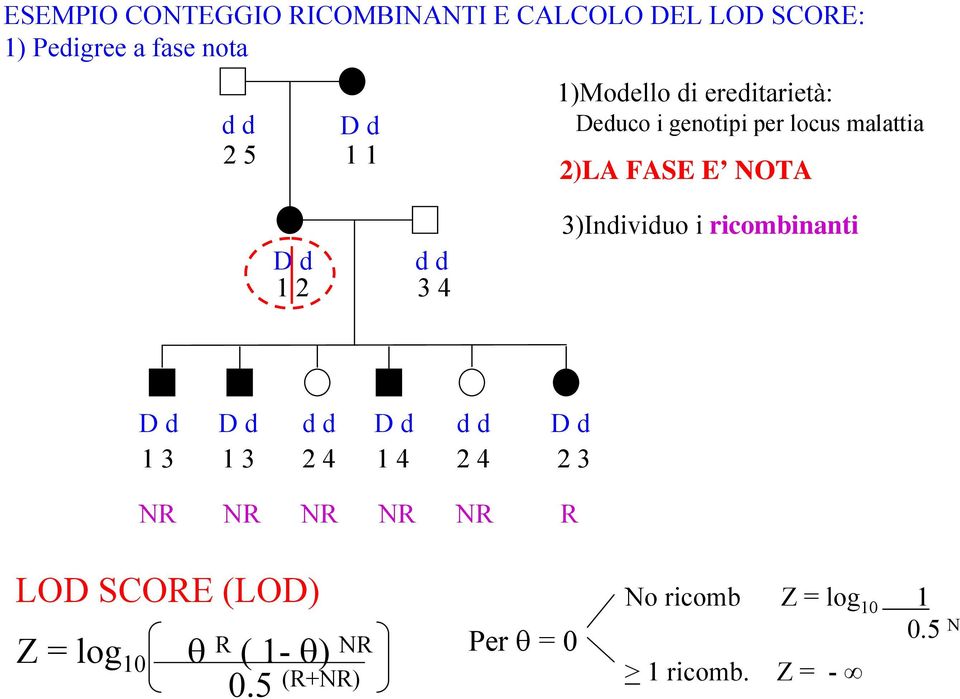 3)Individuo i ricombinanti D d D d d d D d d d D d 1 3 1 3 2 4 1 4 2 4 2 3 NR NR NR NR NR R LOD