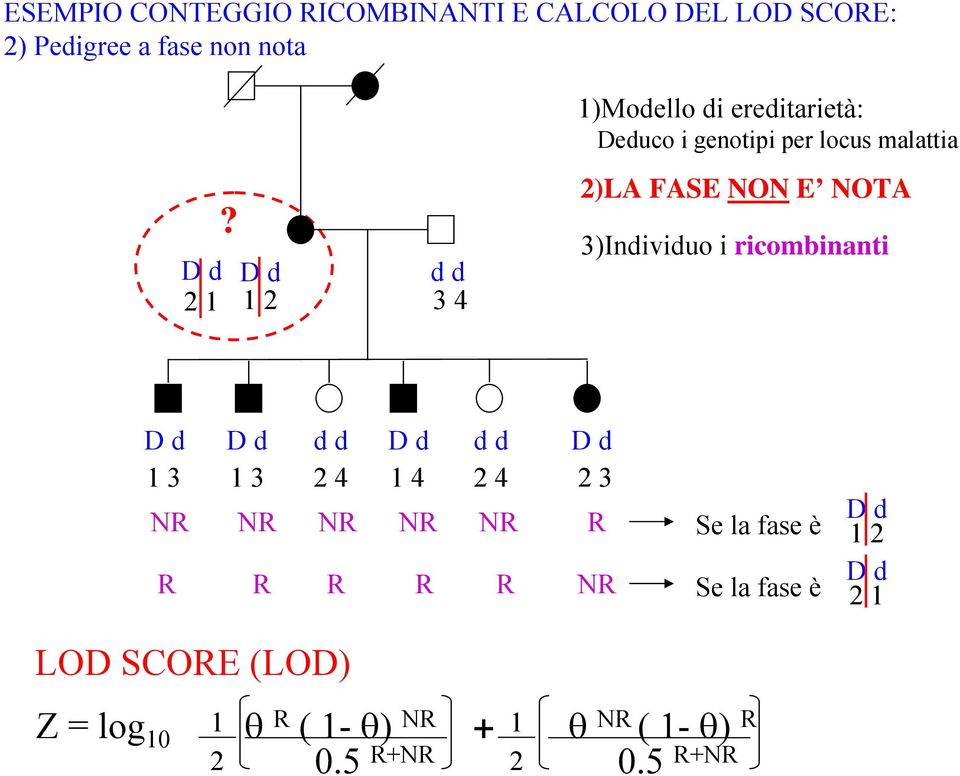 D d 1 2 d d 3 4 2)LA FASE NON E NOTA 3)Individuo i ricombinanti D d D d d d D d d d D d 1 3 1 3 2 4 1 4 2