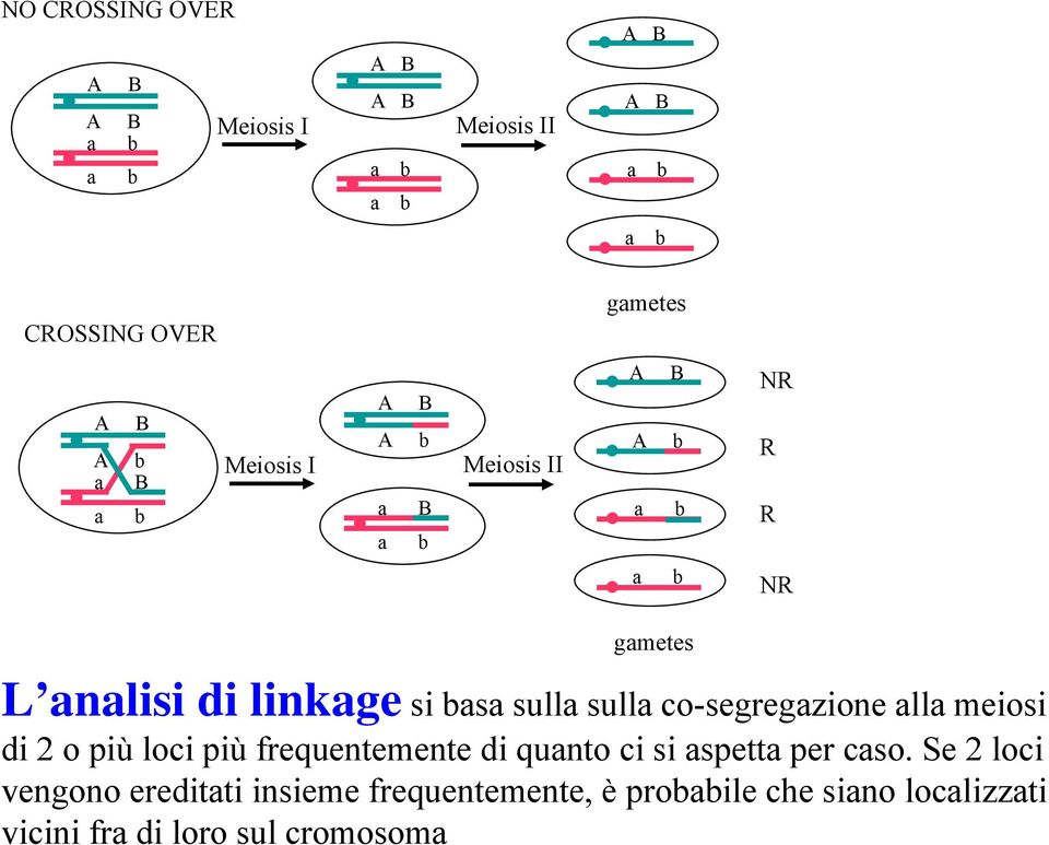 sulla sulla co-segregazione alla meiosi di 2 o più loci più frequentemente di quanto ci si aspetta per caso.