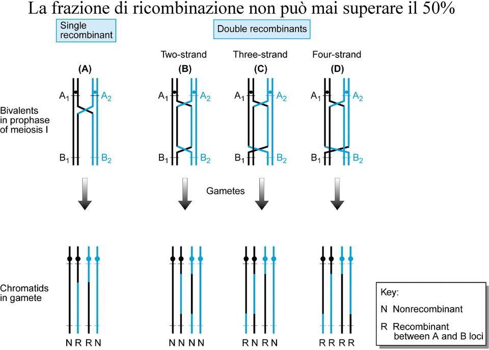 non può mai