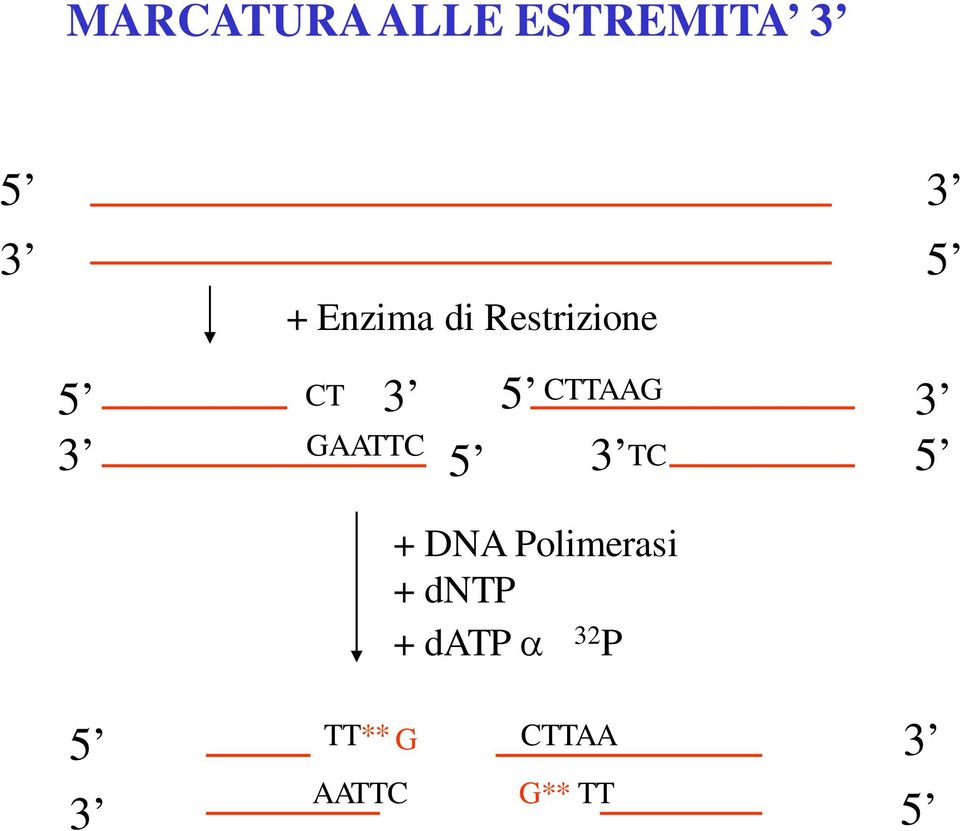 CTTAAG 3 TC + DNA Polimerasi + dntp +