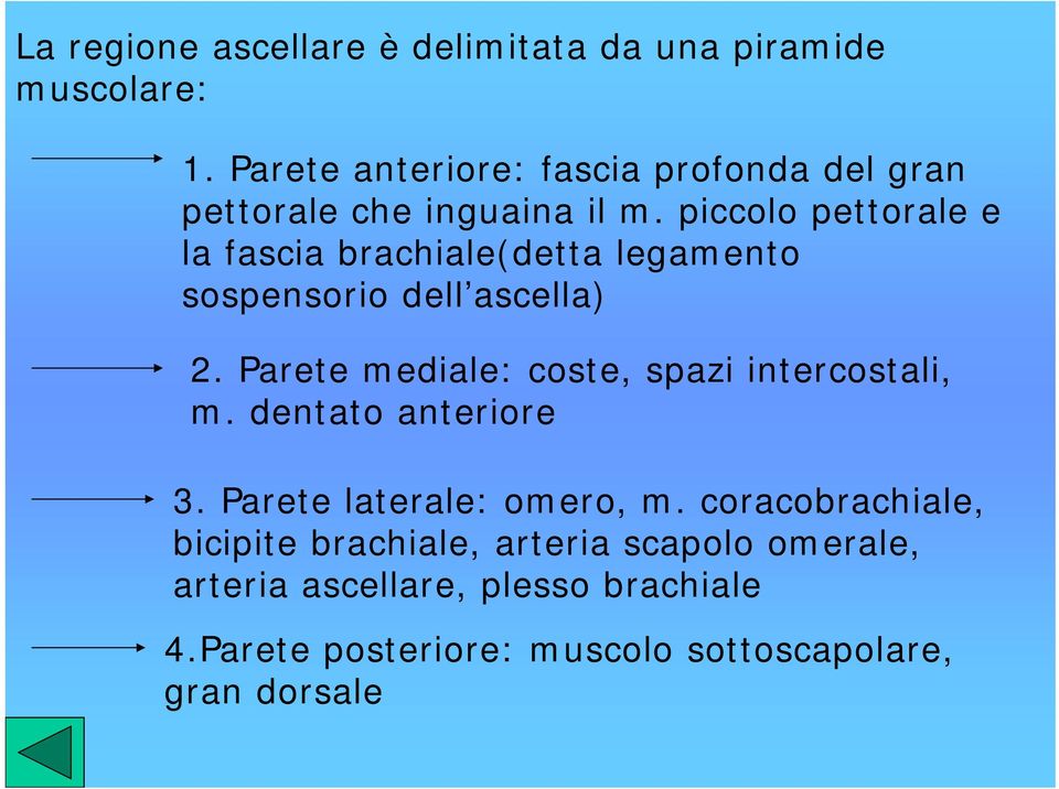 piccolo pettorale e la fascia brachiale(detta legamento sospensorio dell ascella) 2.