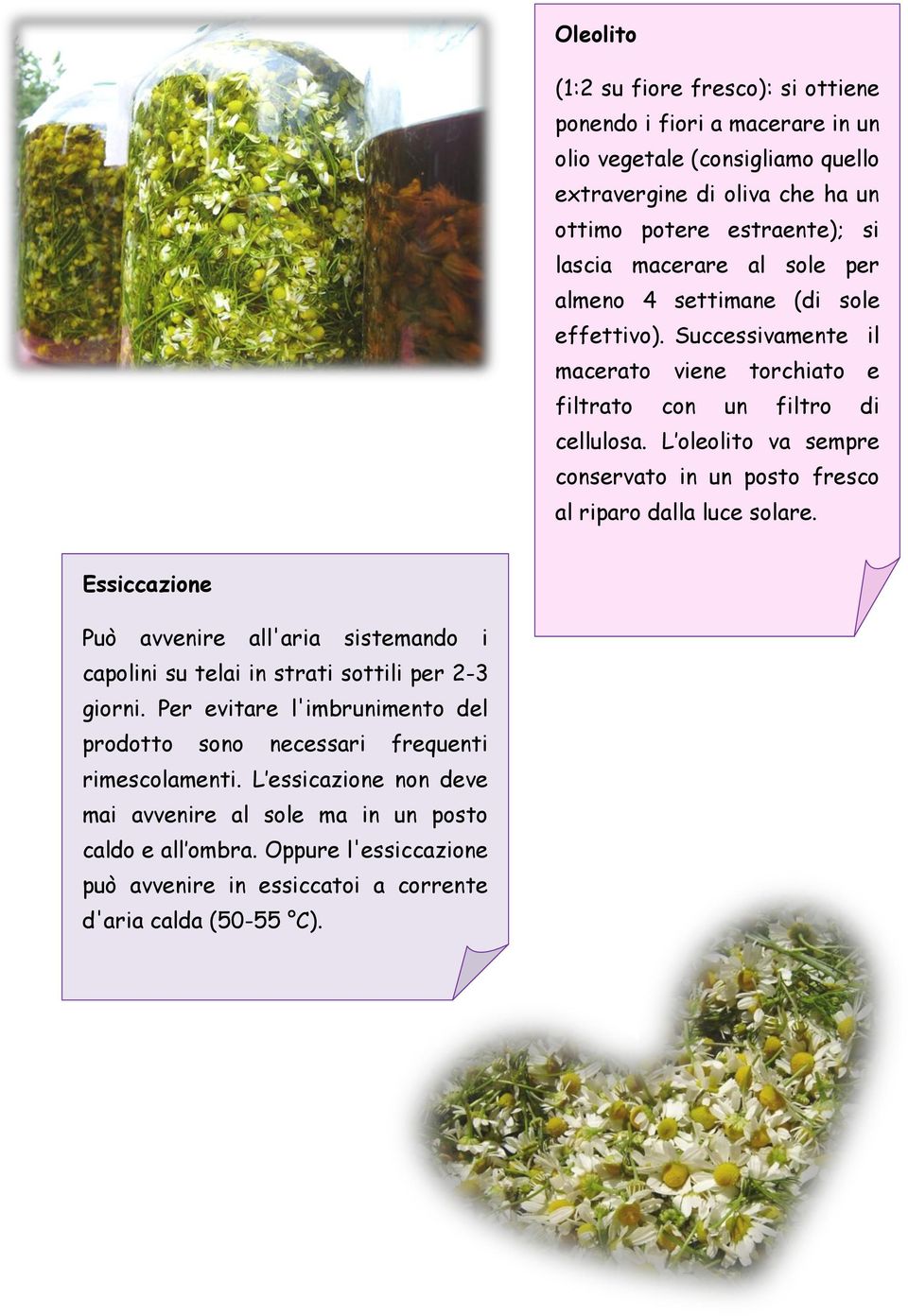 L oleolito va sempre conservato in un posto fresco al riparo dalla luce solare. Essiccazione Può avvenire all'aria sistemando i capolini su telai in strati sottili per 2-3 giorni.