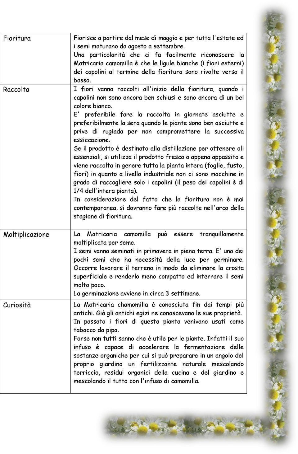 I fiori vanno raccolti all'inizio della fioritura, quando i capolini non sono ancora ben schiusi e sono ancora di un bel colore bianco.