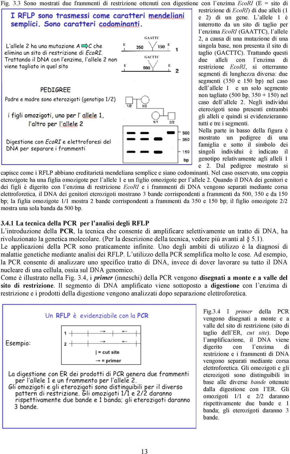 Trattando questi due alleli con l enzima di restrizione EcoRI, si otterranno segmenti di lunghezza diversa: due segmenti (350 e 150 bp) nel caso dell allele 1 e un solo segmento non tagliato (500 bp,