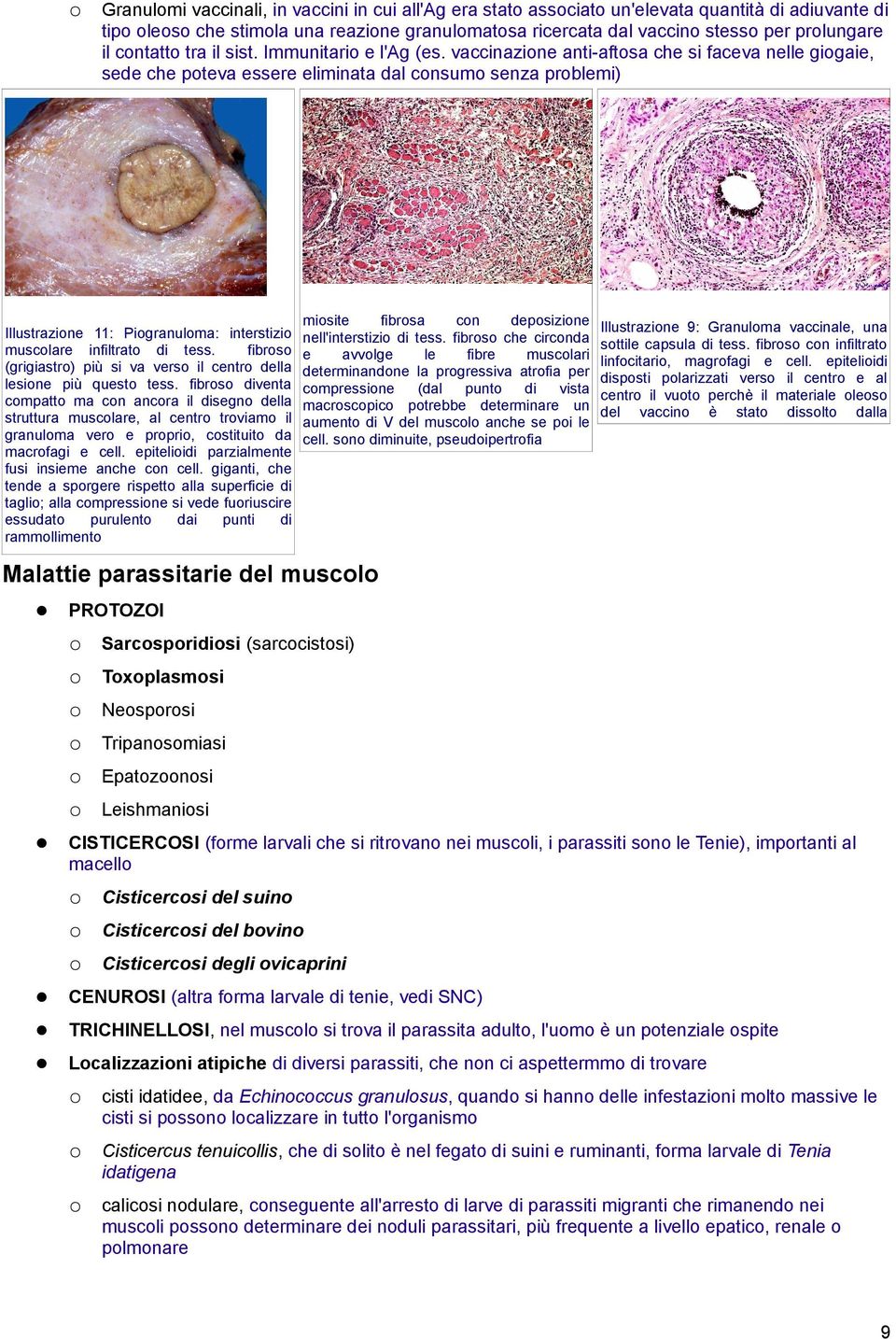 vaccinazione anti-aftosa che si faceva nelle giogaie, sede che poteva essere eliminata dal consumo senza problemi) Illustrazione 11: Piogranuloma: interstizio muscolare infiltrato di tess.