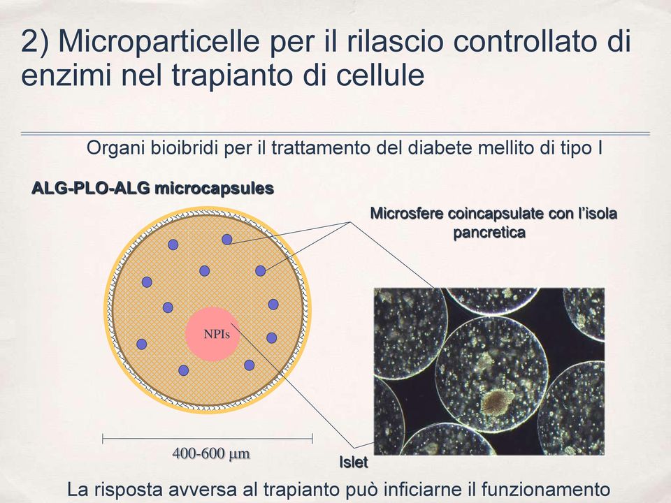 ALG-PLO-ALG microcapsules Microsfere coincapsulate con l isola pancretica