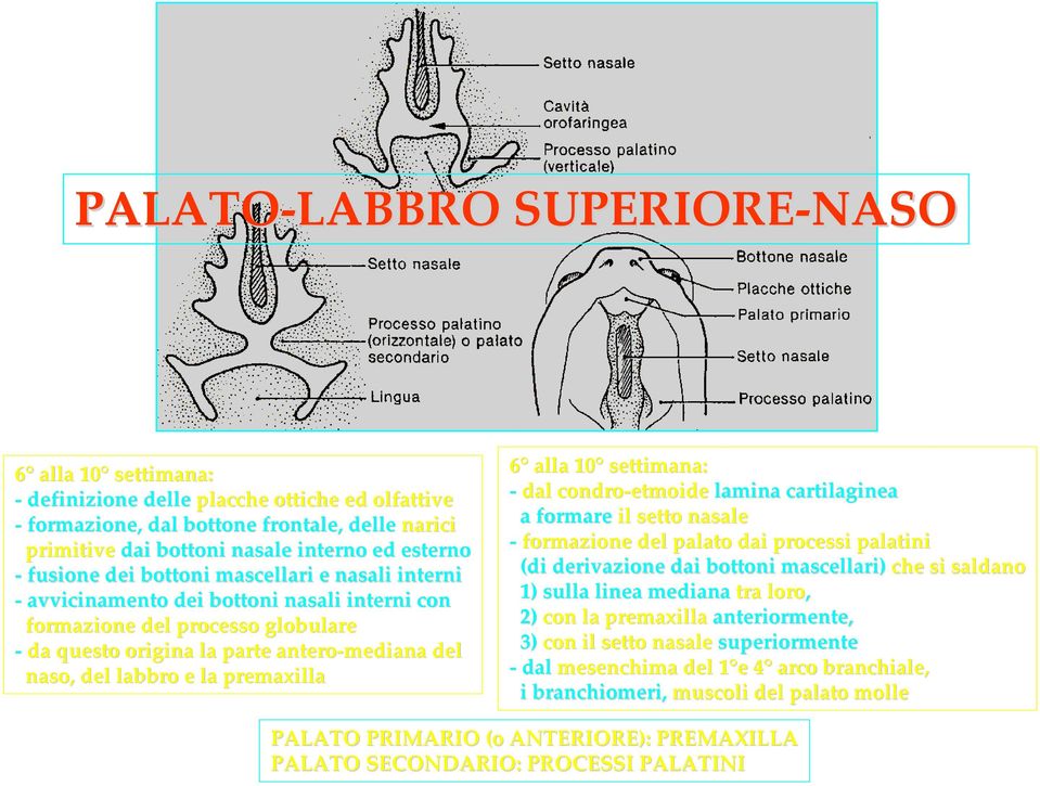 premaxilla 6 alla 10 settimana: dal condro etmoide lamina cartilaginea a formare il setto nasale formazione del palato dai processi palatini (di derivazione dai bottoni mascellari) che si saldano 1)