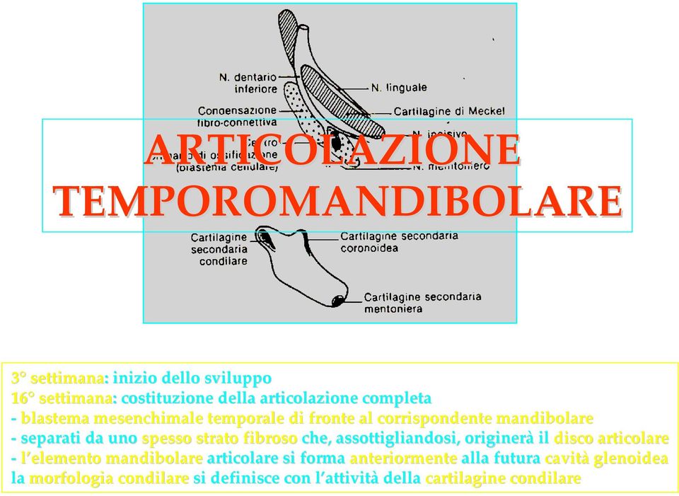 spesso strato fibroso che, assottigliandosi, originerà il disco articolare l elemento mandibolare articolare si