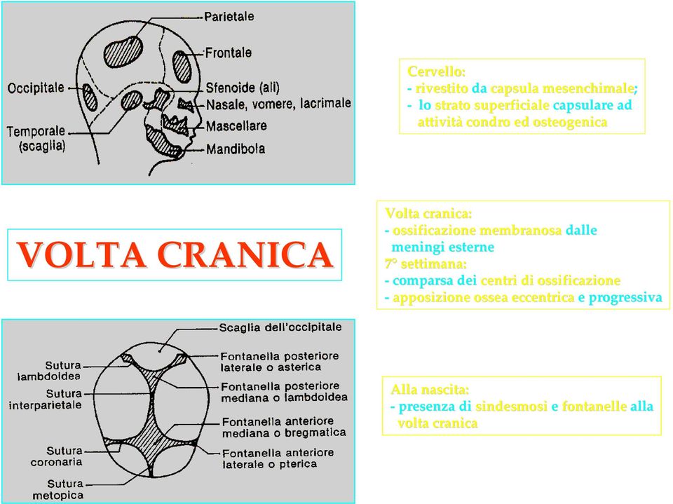 dalle meningi esterne 7 settimana: comparsa dei centri di ossificazione apposizione