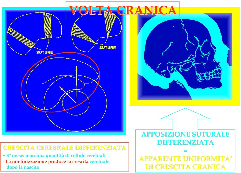 produce la crescita cerebrale dopo la nascita APPOSIZIONE