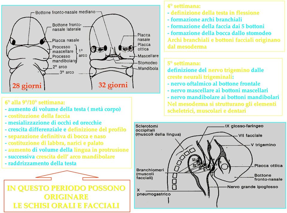 definizione del profilo separazione definitiva di bocca e naso costituzione di labbra, narici e palato aumento di volume della lingua in protrusione successiva crescita dell arco mandibolare