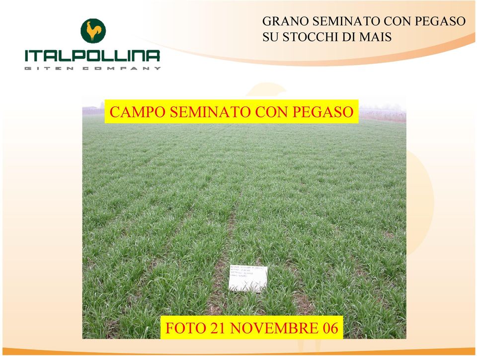 MAIS CAMPO SEMINATO