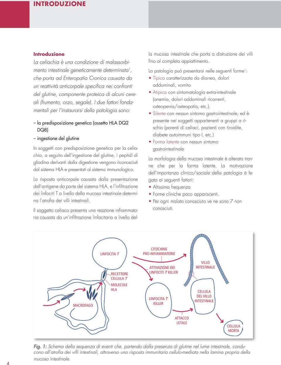 I due fattori fondamentali per l instaurarsi della patologia sono: la predisposizione genetica (assetto HLA DQ2 DQ8) ingestione del glutine In soggetti con predisposizione genetica per la celiachia,