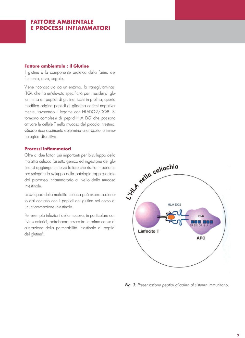 gliadina carichi negativamente, favorendo il legame con HLADQ2/DQ8. Si formano complessi di peptidi-hla DQ che possono attivare le cellule T nella mucosa del piccolo intestino.