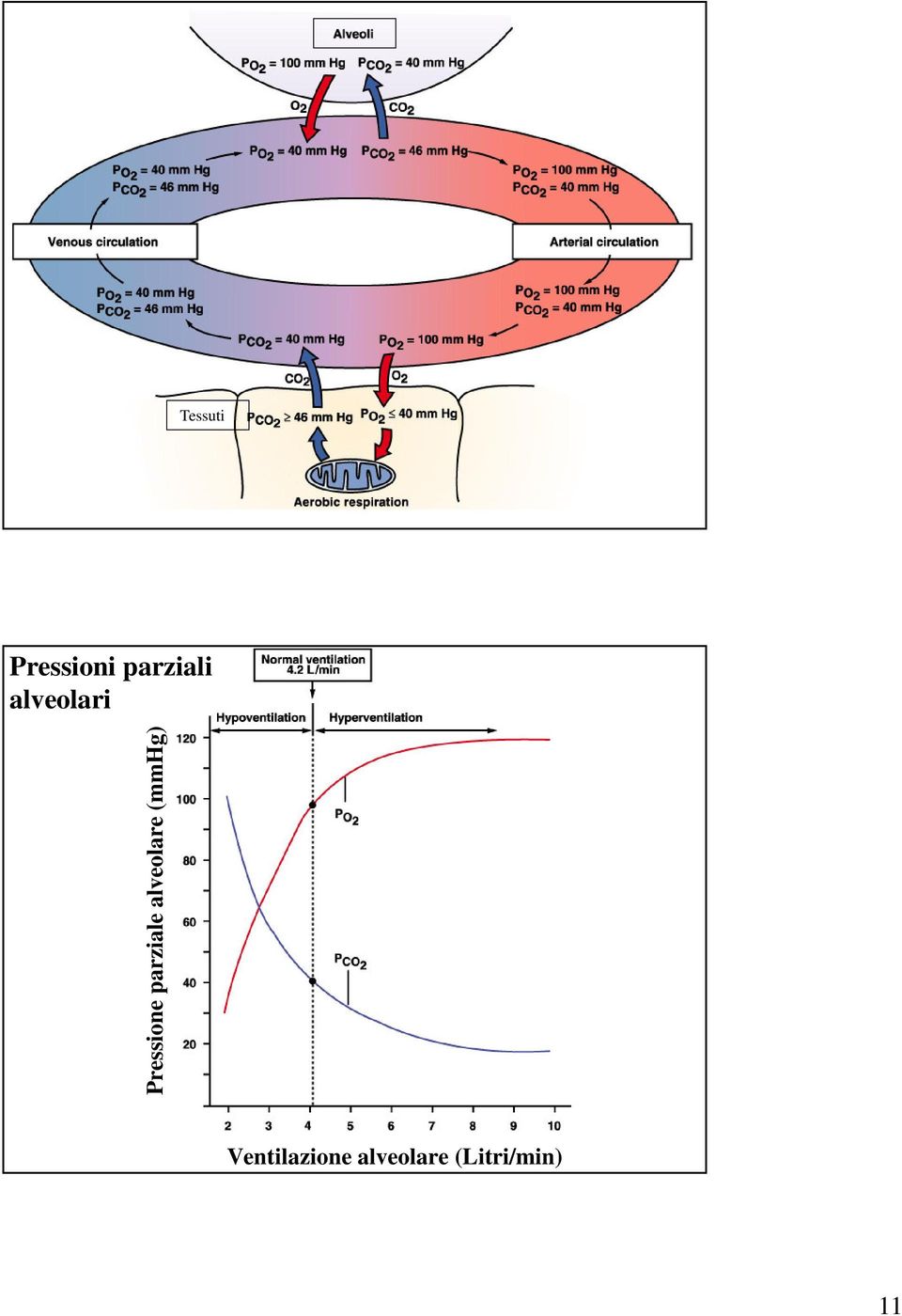 parziale alveolare (mmhg)