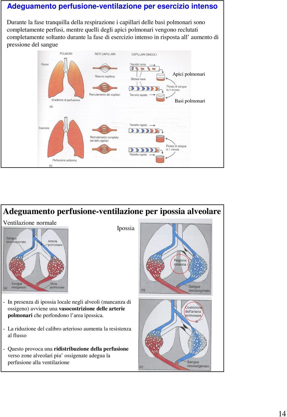 perfusione-ventilazione per ipossia alveolare Ventilazione normale Ipossia - In presenza di ipossia locale negli alveoli (mancanza di ossigeno) avviene una vasocostrizione delle arterie polmonari che