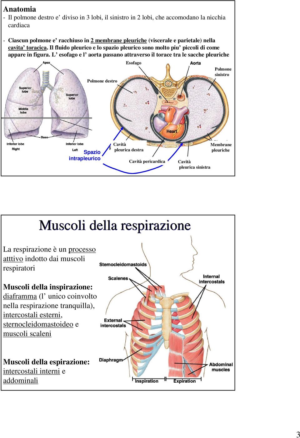 L esofago e l aorta passano attraverso il torace tra le sacche pleuriche Polmone destro Esofago Polmone sinistro Spazio intrapleurico Cavità pleurica destra Cavità pericardica Cavità pleurica