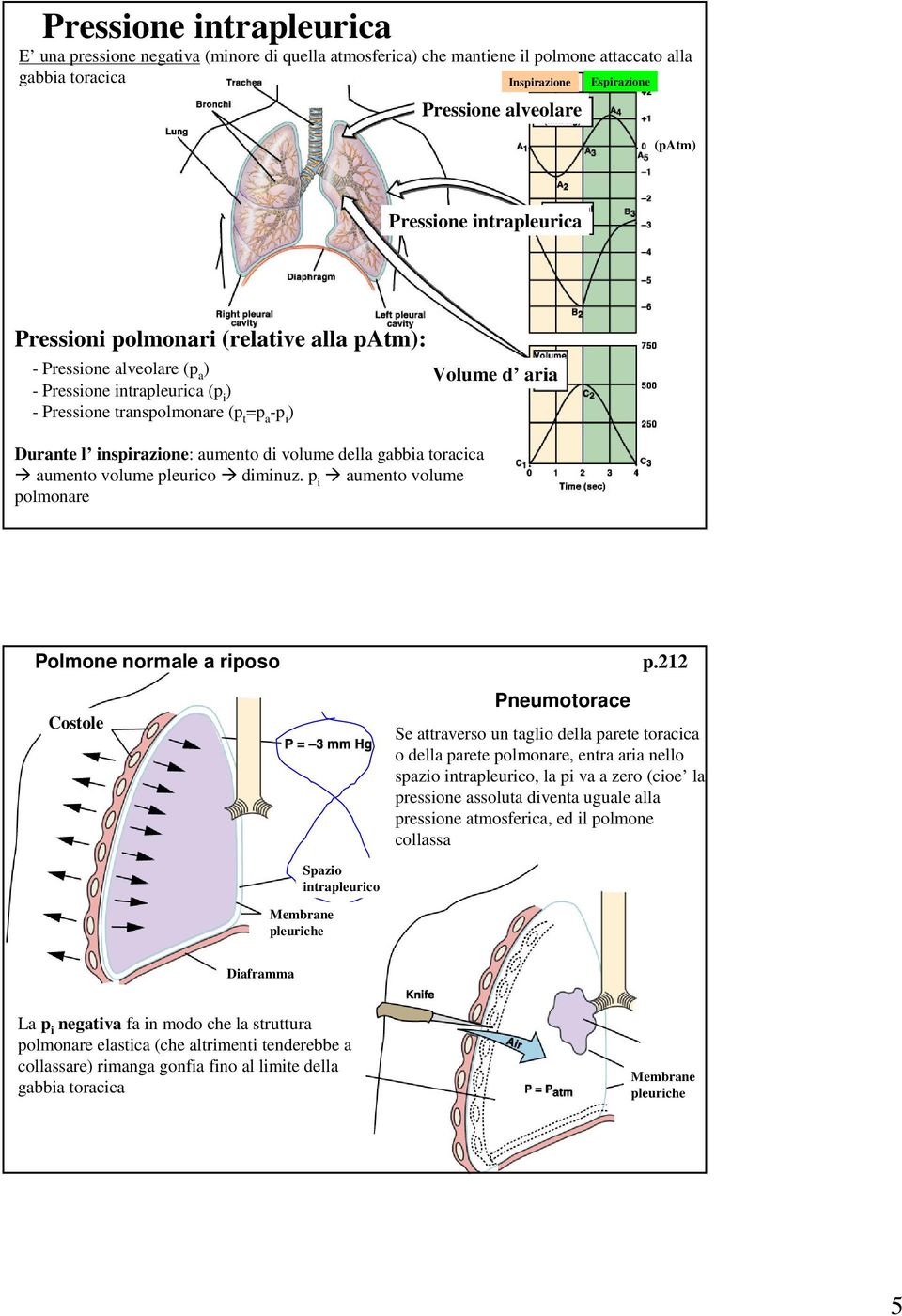 volume della gabbia toracica aumento volume pleurico diminuz. p i aumento volume polmonare Volume d aria Polmone normale a riposo Costole Pneumotorace p.