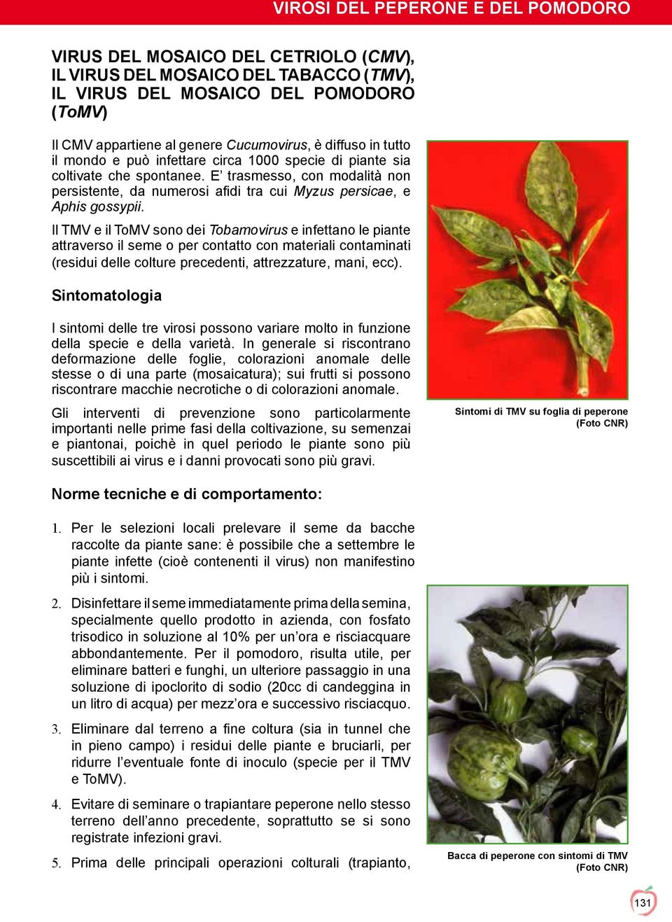 Il TMV e il ToMV sono dei Tobamovirus e infettano le piante attraverso il seme o per contatto con materiali contaminati (residui delle colture precedenti, attrezzature, mani, ecc).